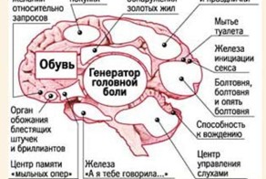Мозг женщины работает по другому?