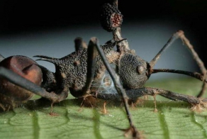  Необычные и опасные паразиты