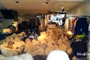 Баран он и в Австрии баран