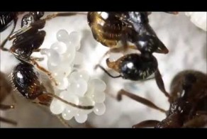 Про непорочное зачатие и яйца