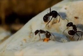 Просто для настроения