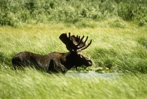 Геймер против лося