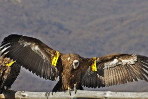 Когда стервятник звонит по телефону с Иордании