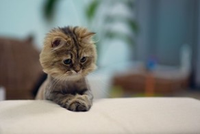 Где еда? Нет еды ....