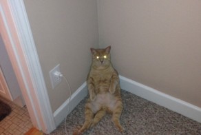 Ставим кота на зарядку