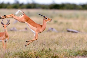 В мире животных тоже есть балет