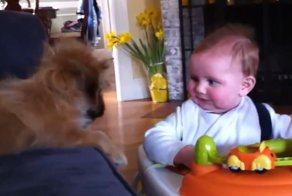 Котята и Щенки - Игры с Малышами