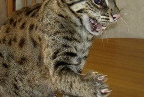 В предвкушении забавы