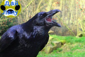 Говорящая ворона