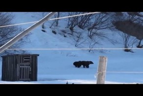 Только американцам не показывайте