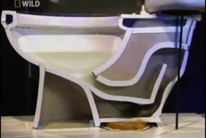 Как крысы пробираются в туалеты 