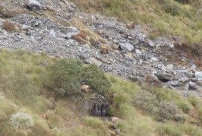 Специалисты по маскировке