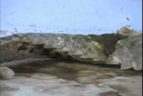 Кто такие муравьеды