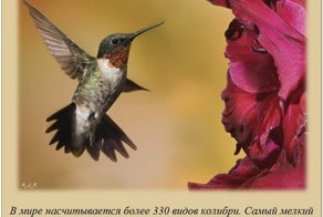 Интересные факты о разном, часть 5
