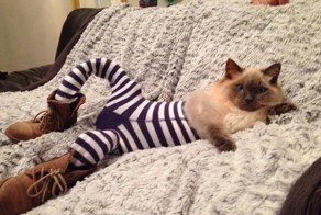 Котики в колготках