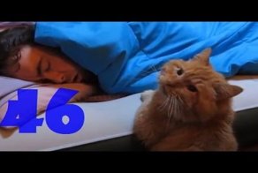 Смешные кошки