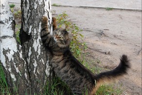 Почему кошка дерет дерево или мебель