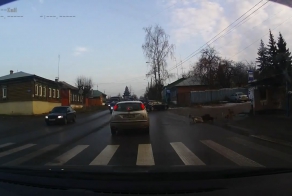 Спас козу от собак