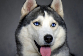 Загадки русских собачьих кличек