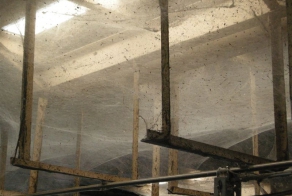 Колония из сотни миллионов пауков внутри очистных сооружений