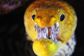 Мурена и ее зубы