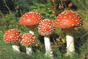 Мухомор Красный