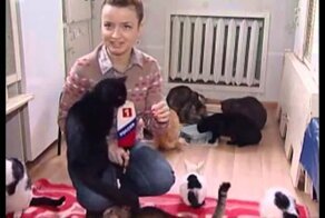 Репортаж из кошачьего приюта