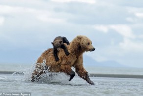 Медвежонок верхом на медведеце