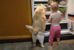 Пушистые комочки с золотым сердцем