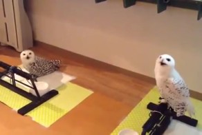 Счастливая сова