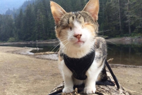 Слепая кошка, которая любит походы