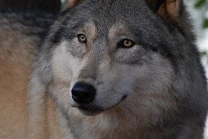 Волкособы – это уникальный вид волко-собачьих гибридов