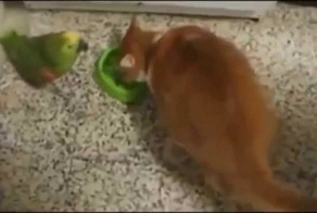 Смешные коты