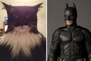 Коты и их двойники