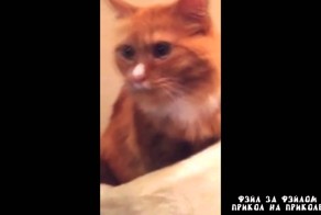 Реакция кота на скотч