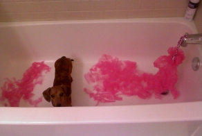 Собака друг человека