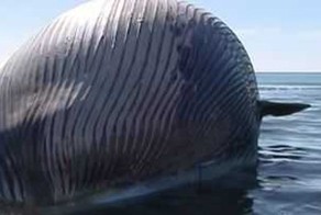 Тело 15-тонного кита на берегу Франции