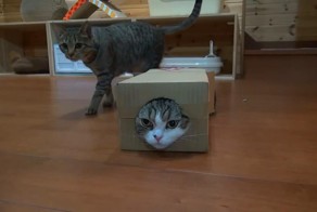Котэ в засаде