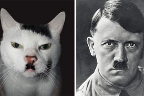 15 котов, похожих на кого угодно, только не на самих себя