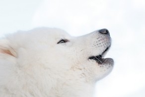 Удивительные факты о собаках