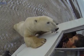 Любопытный мишка желает познакомиться 