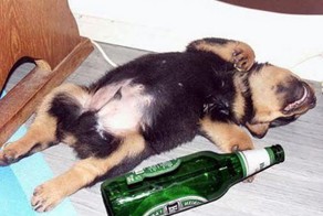 Животные тоже хотят отдыхать