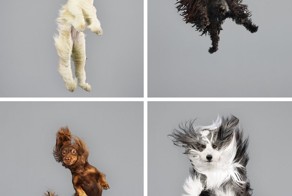 Собаки тоже хотят летать