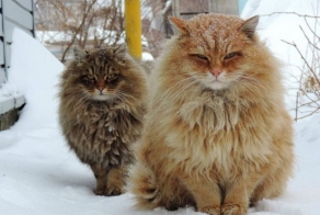 Сибирские коты и американцы