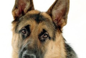 Иван Карлович - потомственный собаковод