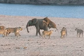 Слоненок спасся от 14 львиц