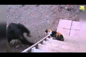 Кот прогоняет медведя
