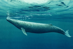 Факты про китов