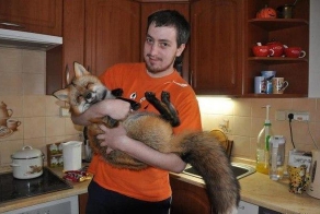 Домашняя лисичка Викси