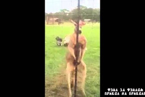 Качки после трени перед зеркалом